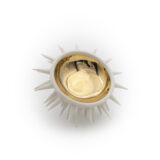 Sea Urchin Internal Gold